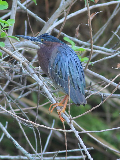 Green Heron culvert nest male 20120413