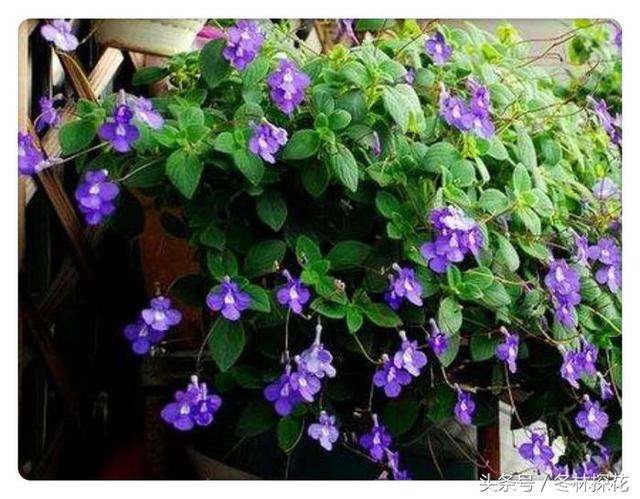 5月24日的生辰花 海豚花 每日頭條