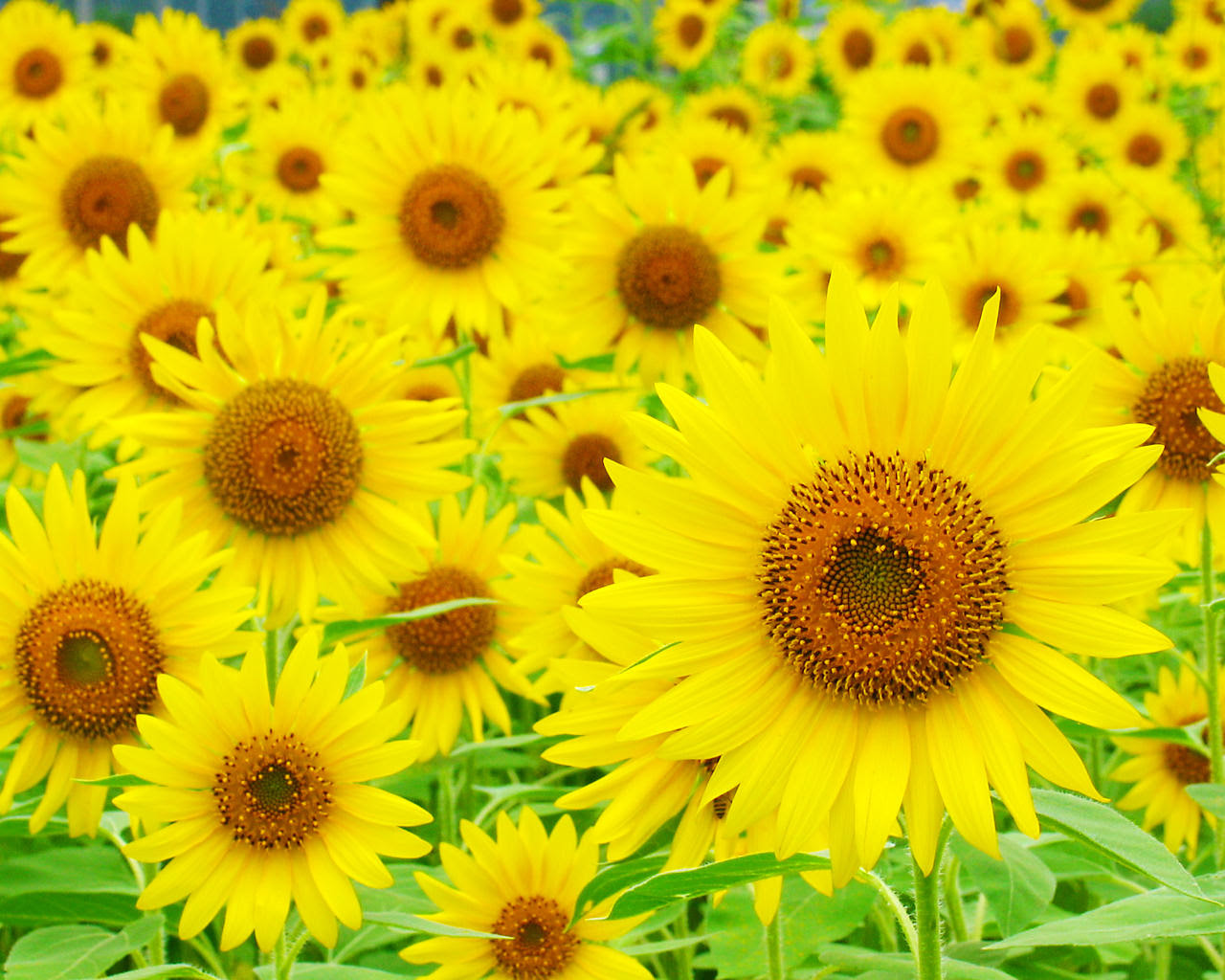 ひまわり畑 ひまわりの花 壁紙写真 四季の彩り壁紙写真集