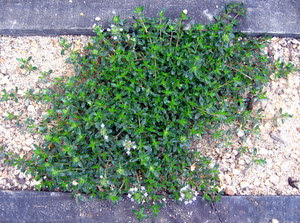 芝生の代わりのグラウンドカバー 狭い庭のガーデニング