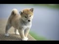 画像 柴犬 子犬 壁紙 258440-���犬 子犬 壁紙 pc