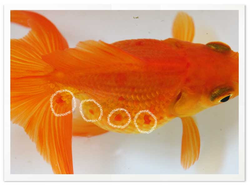 赤班病の原因はこんなに色々とあります 金魚飼育マニュアル 木苺共和国