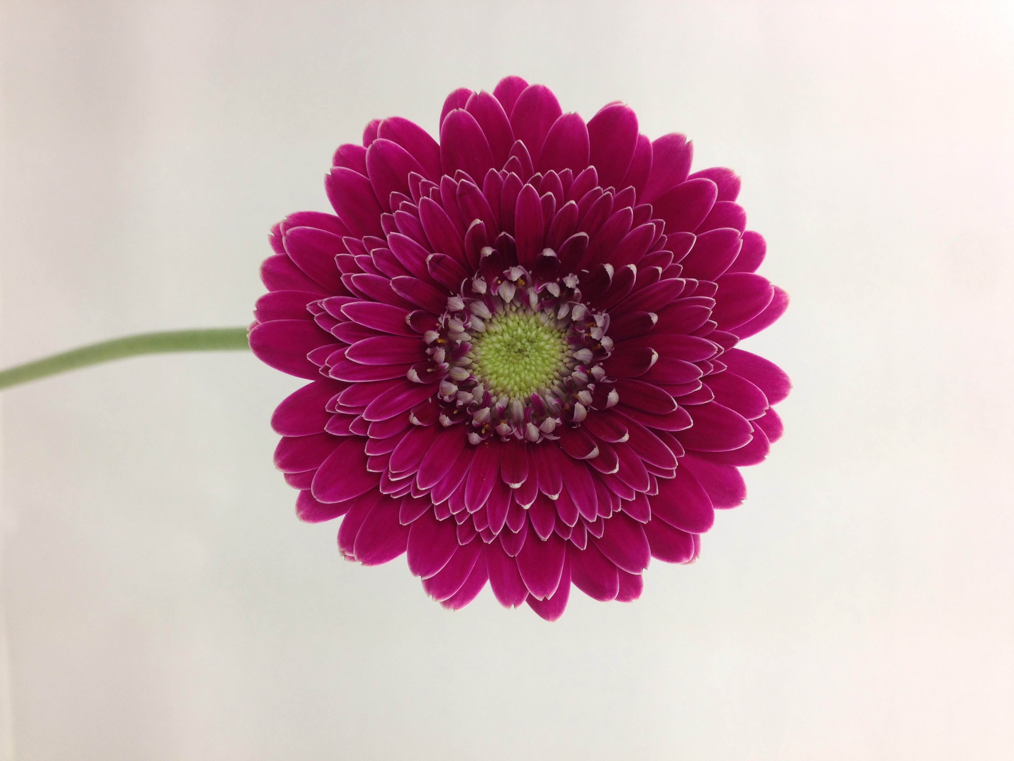 ガーベラ アリア Flore21葛西店ブログ