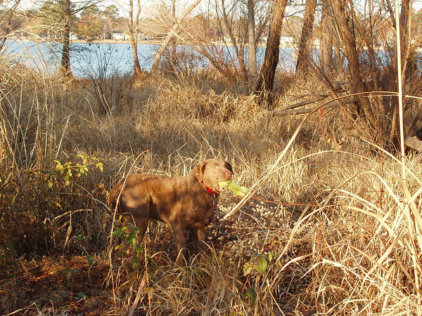in the wetland...only it's dry