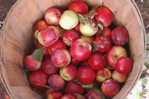 Basket of apples bound for the press by Eve Fox, Garden of Eating blog, copyright 2010