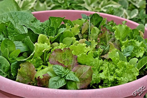 salad