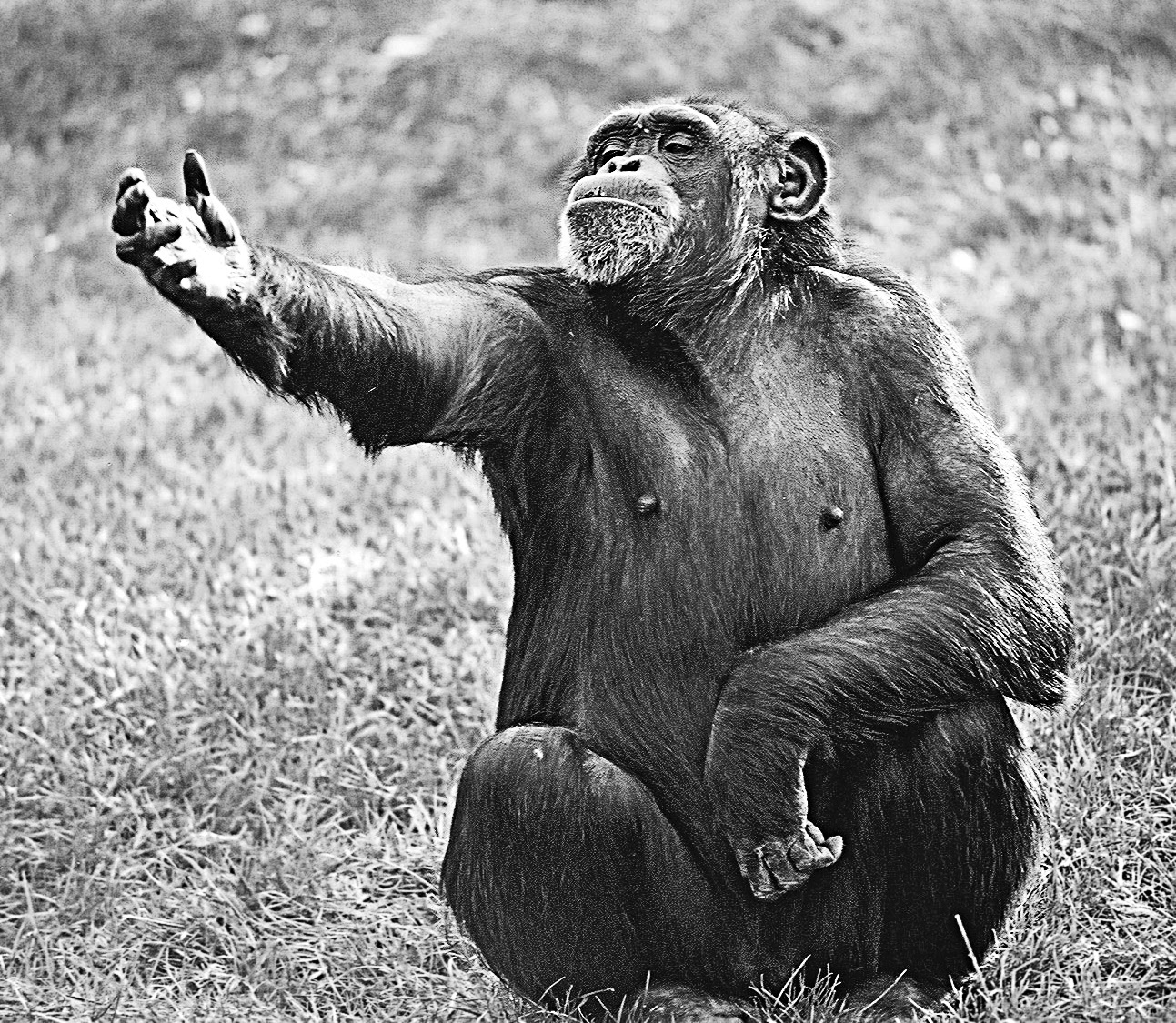 フリー画像 動物写真 哺乳類 猿 サル チンパンジー 催促 モノクロ写真 フリー素材 画像素材なら 無料 フリー写真素材のフリーフォト