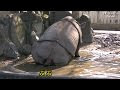 サイ 漢字 動物 130555-さい 漢字 動物