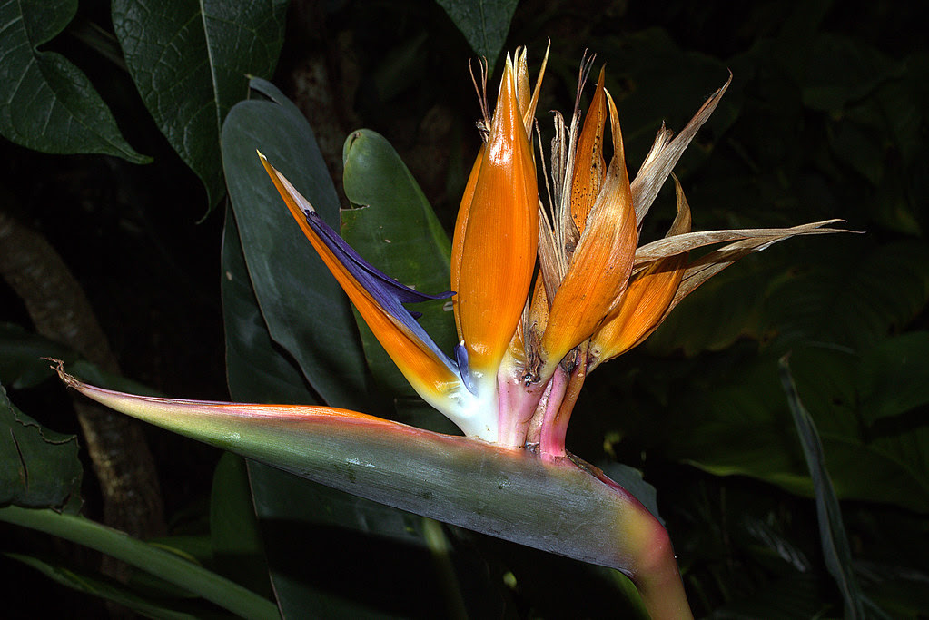 Strelitzia