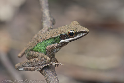 IMG_6518 copy Hylarana raniceps