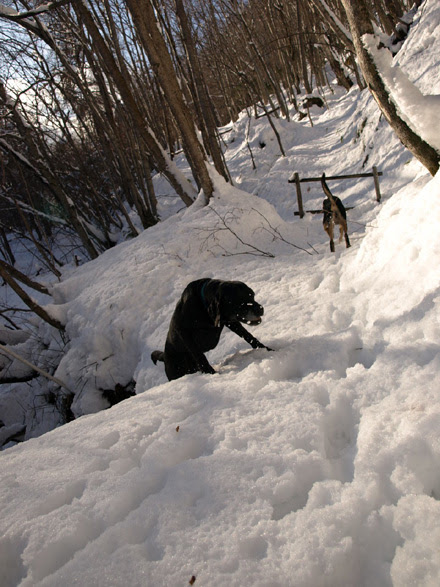 ウパラクな日々