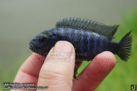 Zebra Mbuna hybrid - Pseudotropheus zebra x 'Hazelwood'