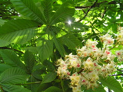Chestnut