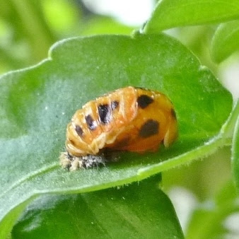 テントウムシの蛹 羽化の瞬間 ﾟ ﾟ 虫ちゃん