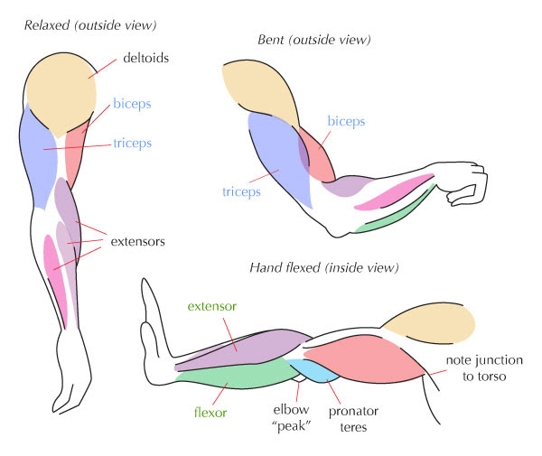 Human Anatomy Fundamentals: Muscles and Other Body Mass ...