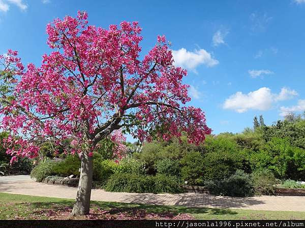 9月美人花開 牧童故事 痞客邦