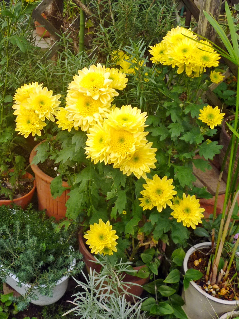 キクの仲間 菊