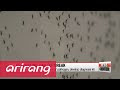 incubation period for zika virus