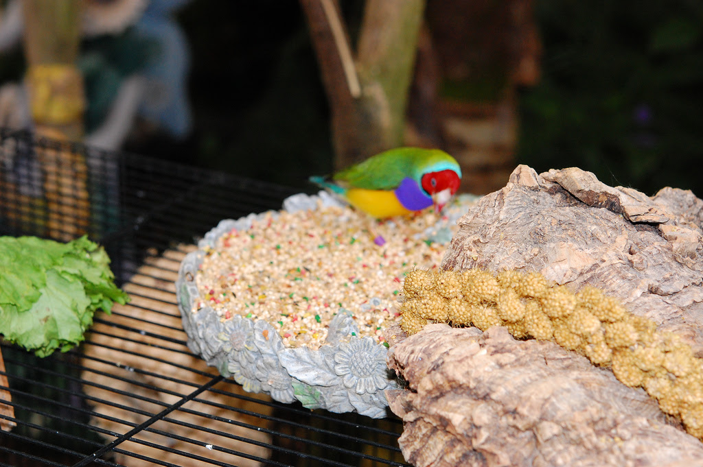 4128053378 be16e8ea07 b Guldova finch is one of the brightest and most beautiful birds