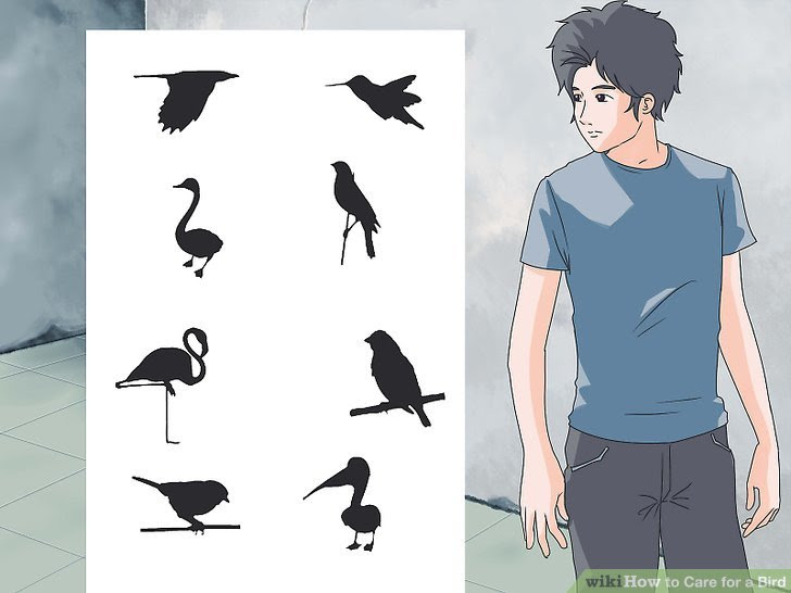 Care for a Bird Step 1 Version 2.jpg