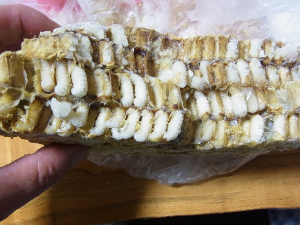 蜂の子 を料理して食べた 艸砦庵だより