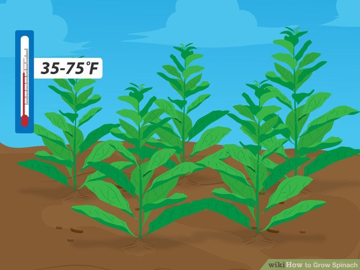 Grow Spinach Step 1 Version 2.jpg