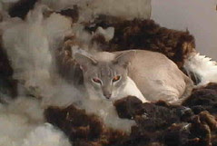 fleecy cat