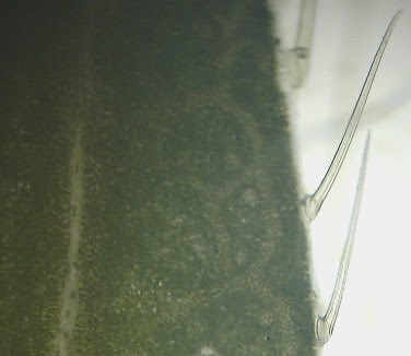 裏技的方法で植物組織の顕微鏡観察
