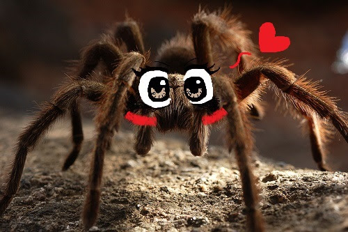Kawaiider