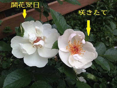 箱庭日記 バラ屋敷への道も一歩から ジャクリーヌデュプレ 初お目見え 清楚なのにコケティッシュ