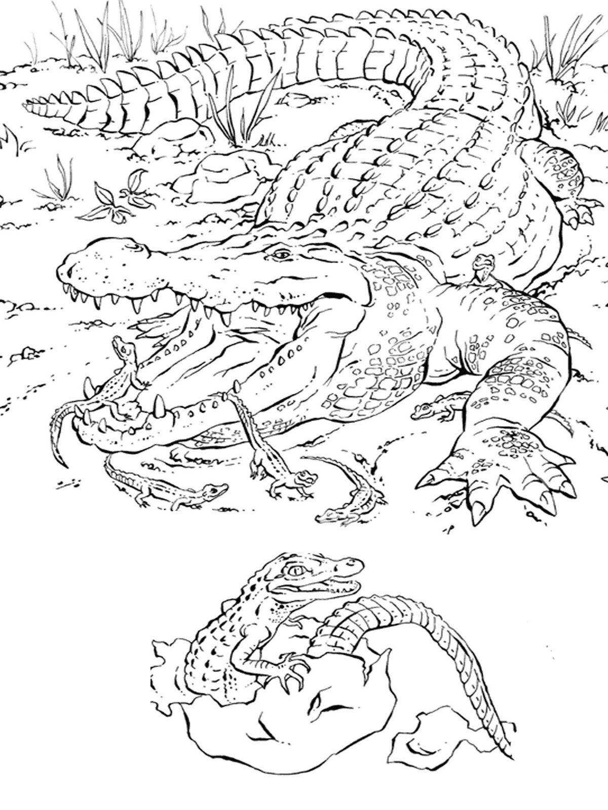 Download Florida animals coloring pages download and print for free