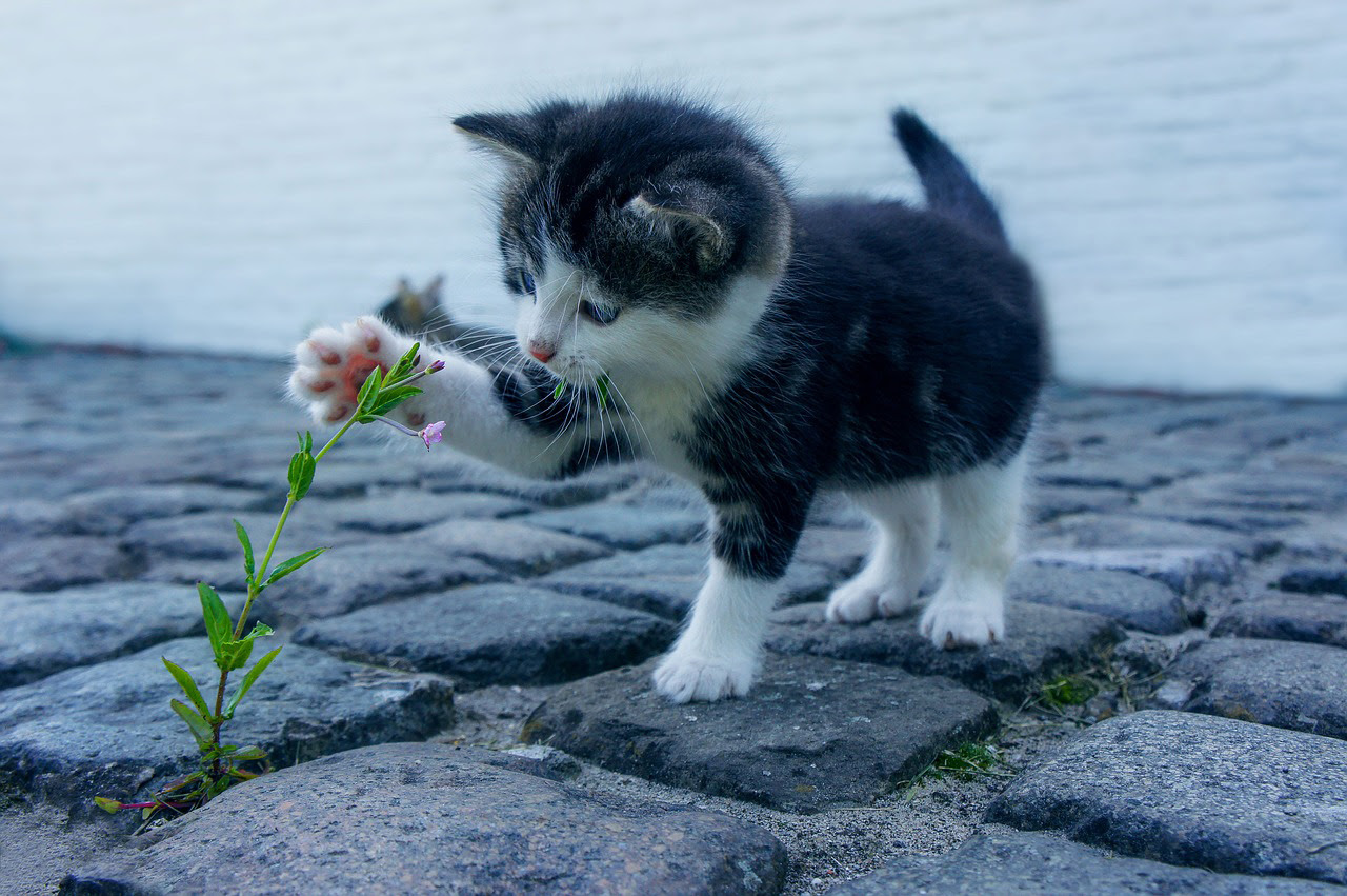 猫パンチにはどんな意味がある 威力は 猫パンチされるときの対策 猫の総合情報サイト ペットスマイルニュースforネコちゃん