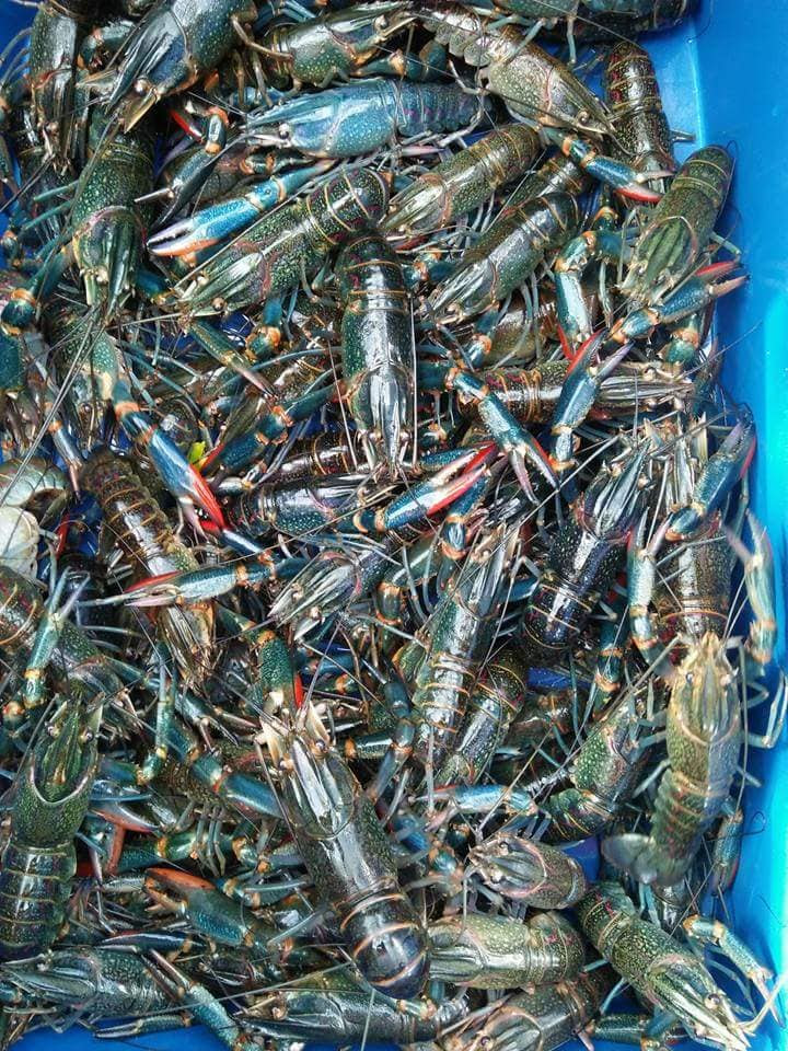 Ternakan lobster air tawar di rumah mampu jana pendapatan Ternakan lobster air tawar di rumah mampu jana pendapatan