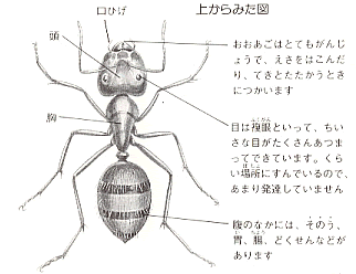 アリの体はどうなっている