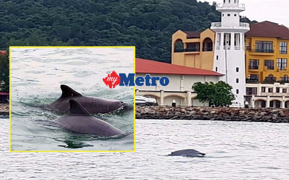 Ikan lumba-lumba muncul di perairan Tanjung Malai 