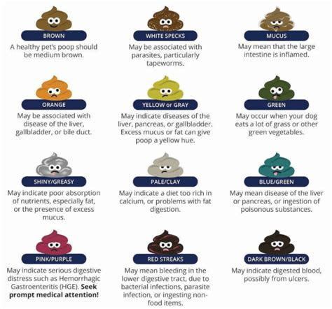  whats healthy dog poop look like drake dog cancer foundation