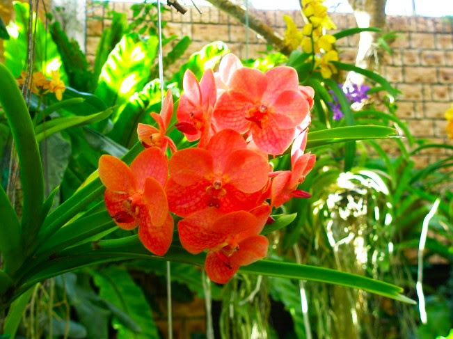 沖縄花紀行