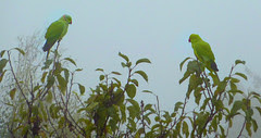 Green parrots in fog - from my window by Julie70