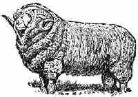 Raise Sheep