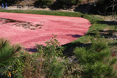 Cranberry bog