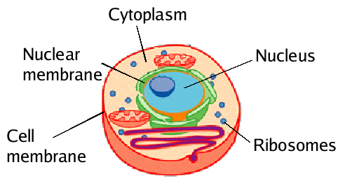 animal cell membrane. an animal cell and label