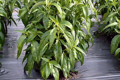 Cara Merawat Kencing Manis Hempedu bumi herba bitters pokok paniculata