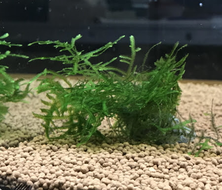 ウィローモスリベンジ 炭酸水で育ちやすいのかもう一度確かめます えびrock