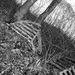 DSCF5036