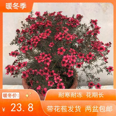 澳洲红梅盆栽带花松红梅腊梅耐寒耐冻多年生木本植物花期长好养 虎窝淘