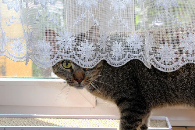猫は病院が大嫌い 嫌がる猫のストレスを軽減させる7つの対処法