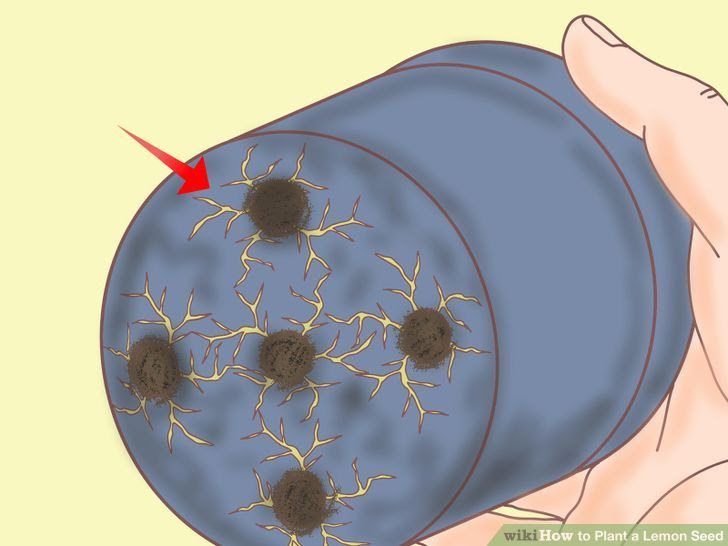 Plant a Lemon Seed Step 26.jpg