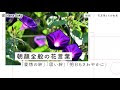 25 ++ 白い 朝顔 花 言葉 687254-白い朝顔 花言葉