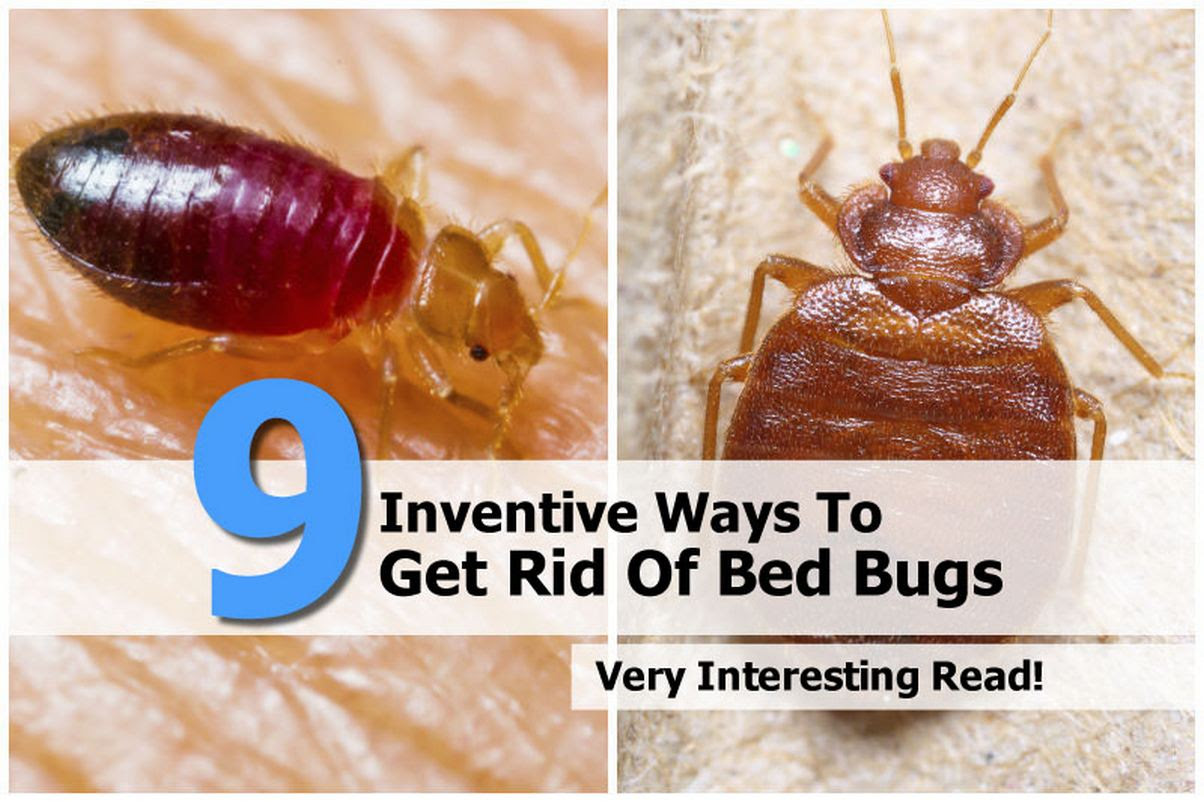 Inventive Ways To Get Rid Of Bed Bugs