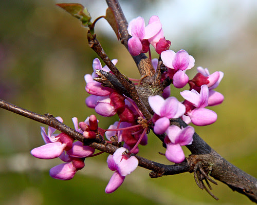 We have a bunch of red bud trees here...sure do love it every spring when they show their colors!